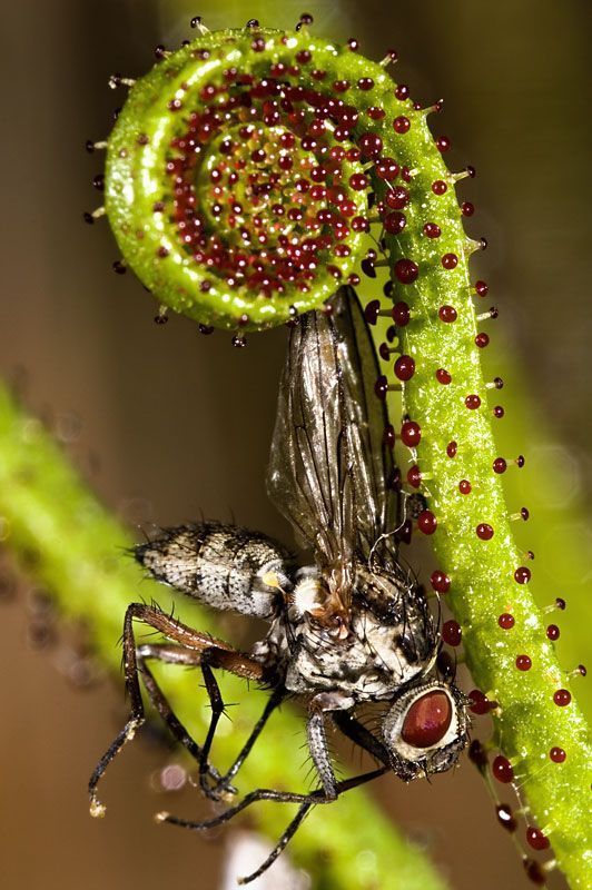 Drosophyllum con mosca