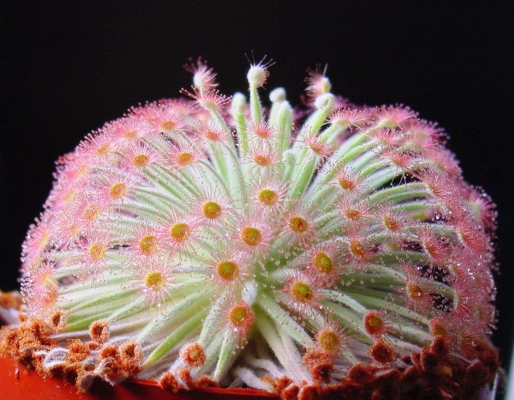 Drosera Derbyensis