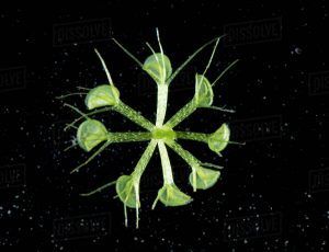 Aldrovanda