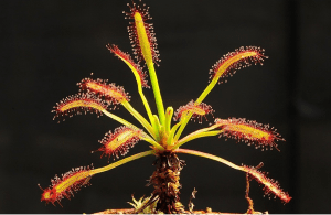 Drosera Capensis