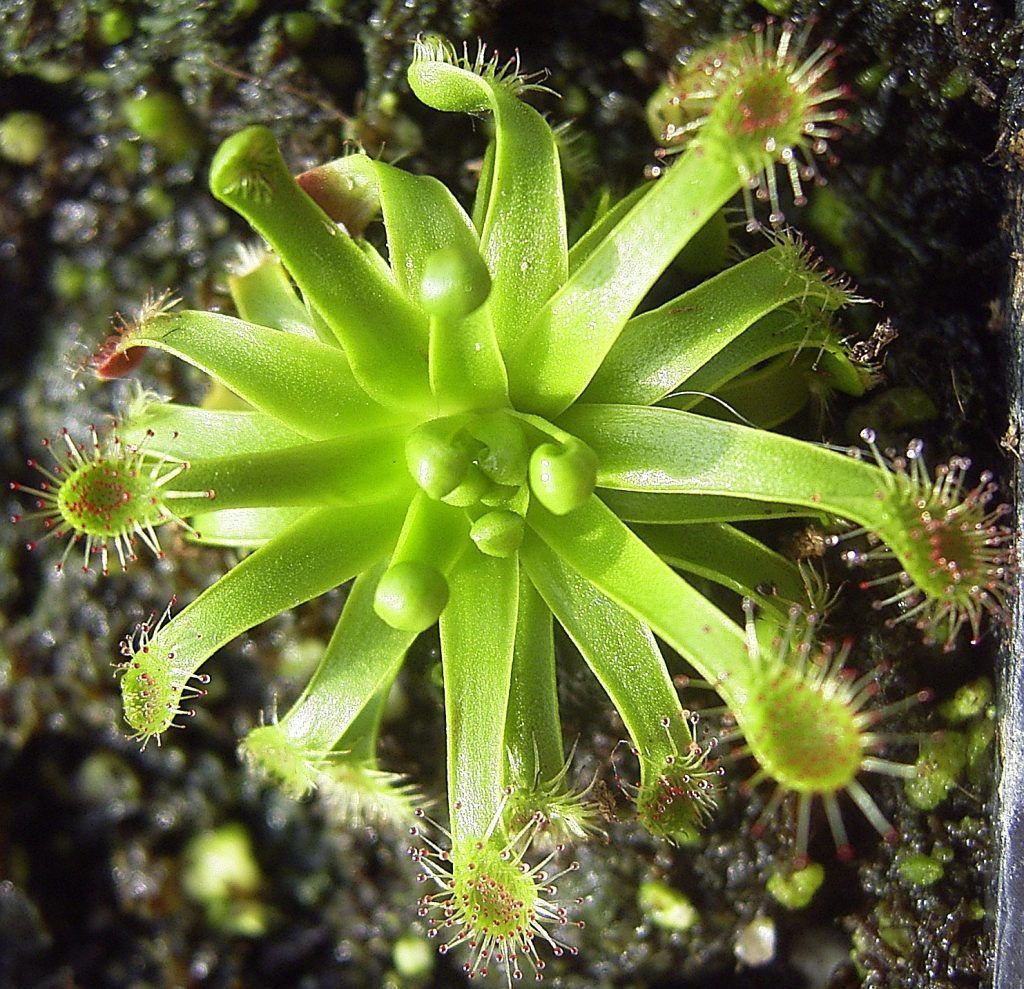 Drosera Stenopetala