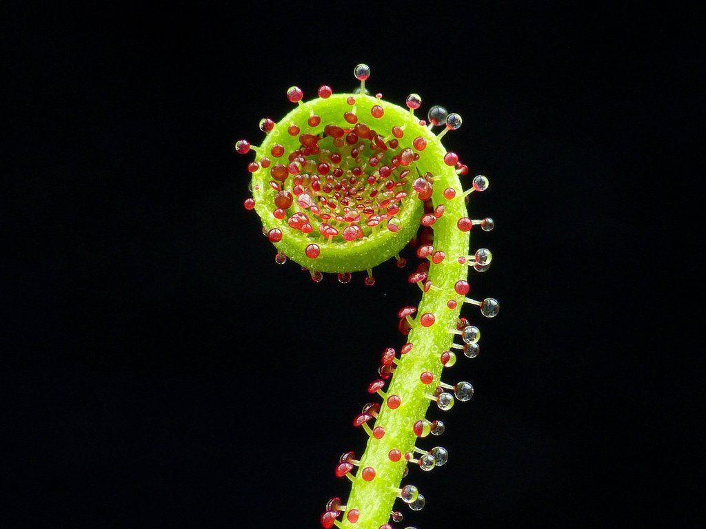 Drosophyllum con fondo negro