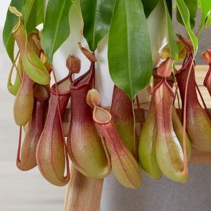 Nepenthes