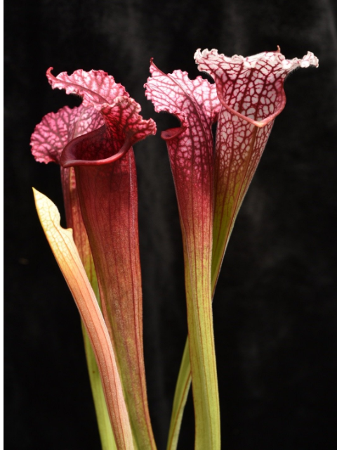 Sarracenia