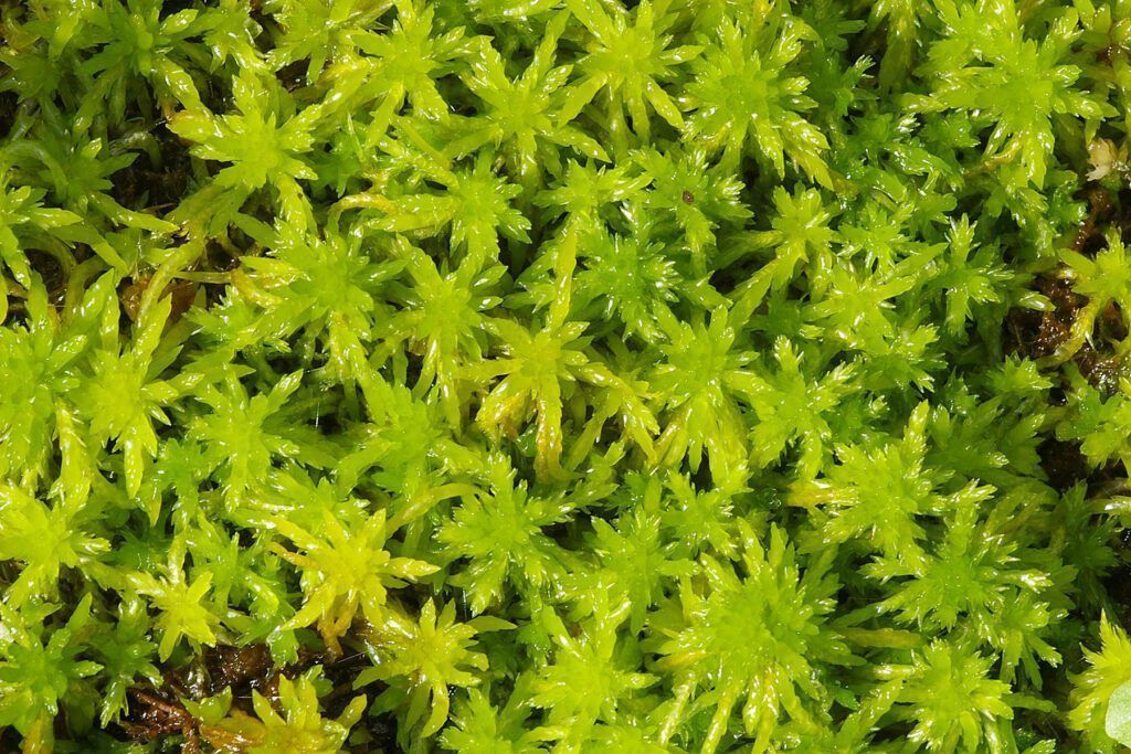 Musgo esfagno verde