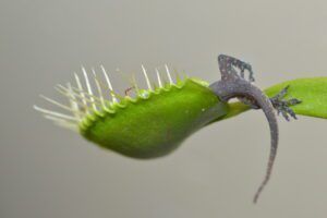 Cepo atrapamoscas con lagartija presa