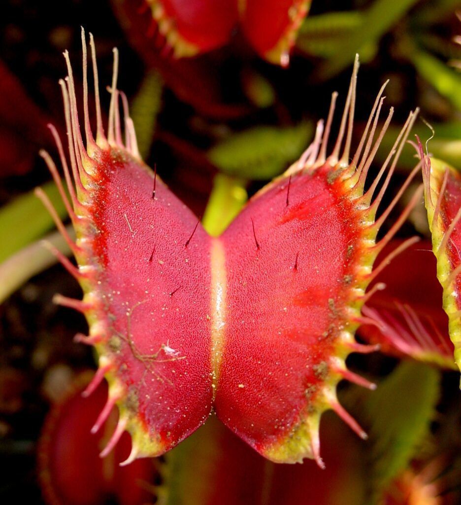 Cepo con pelos venus flytrap