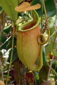 Nepenthes Bicalcata o planta colmillo