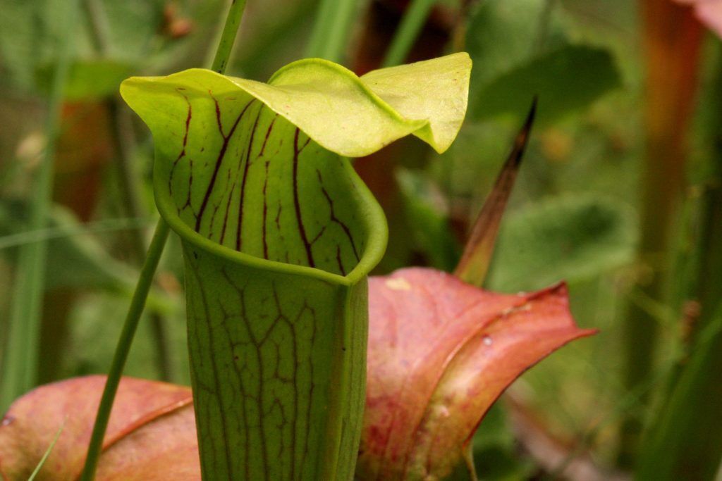 Sarracenia alata