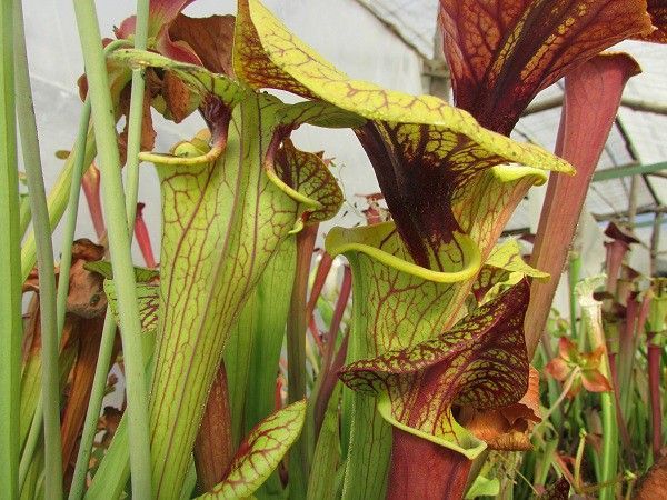 sarracenia en botánico interior
