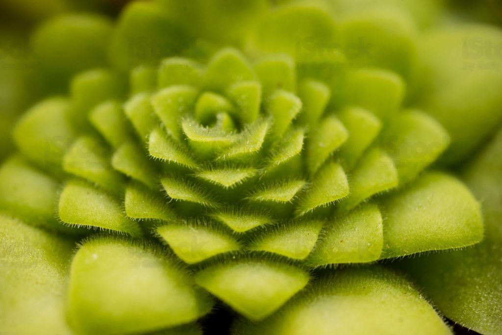 pinguicula moraensis sin flor