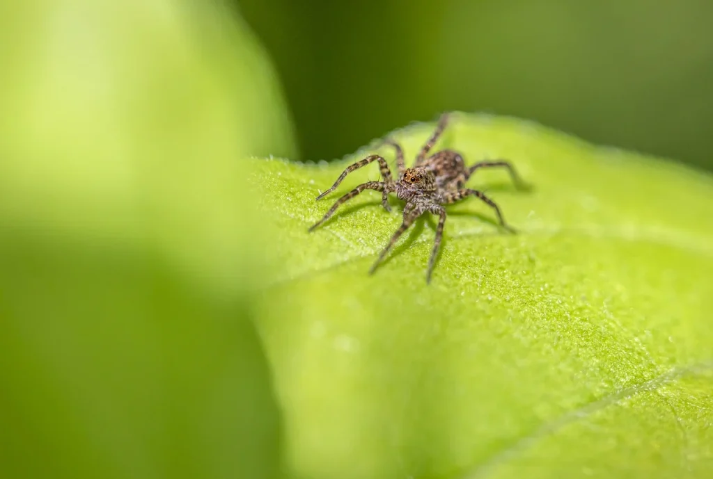 araña sobre una planta