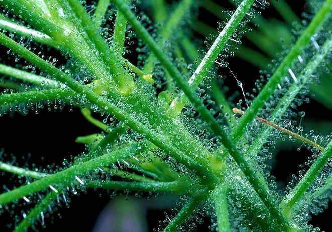byblis linfiflora desde cerca