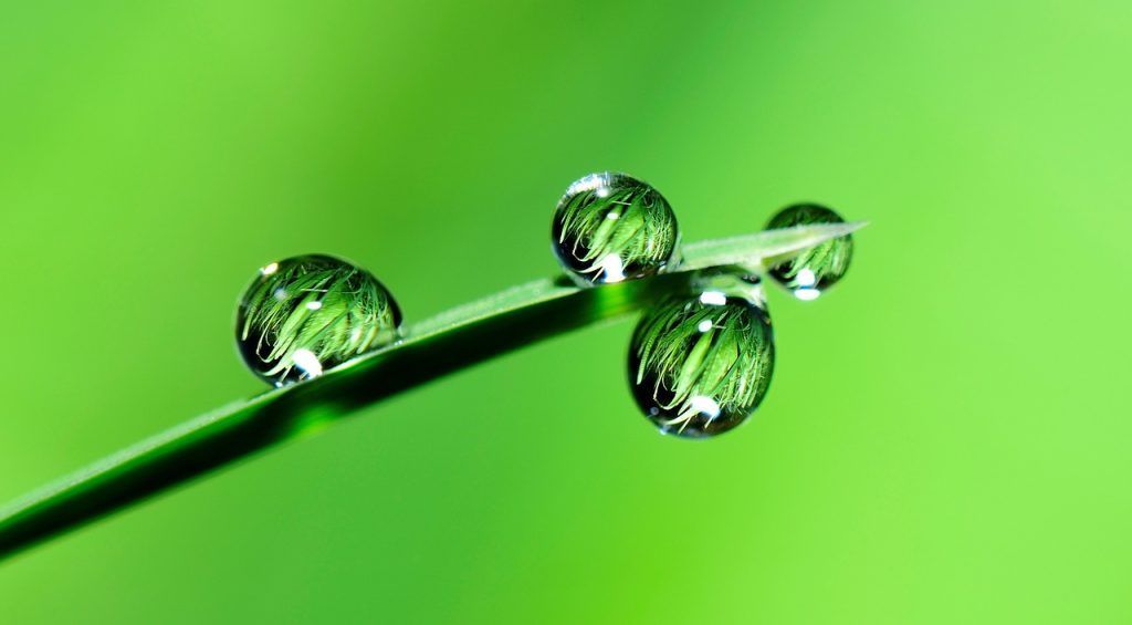 el agua y las plantas, gotas