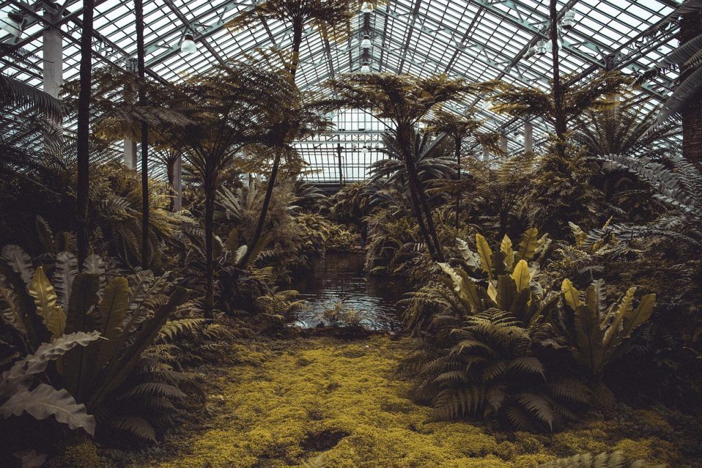 invernadero de plantas