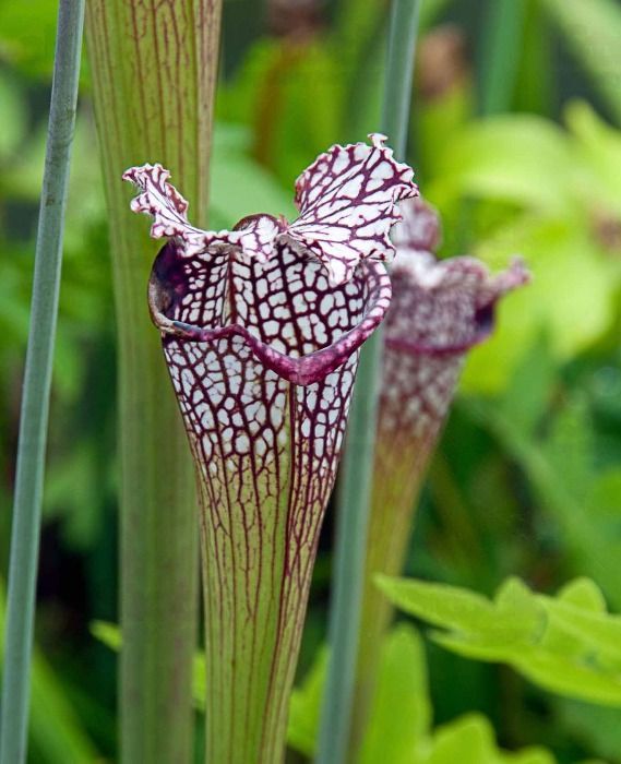 sarracenia purpurea silvestre