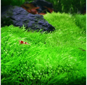 utricularia graminifolia en acuario con peces