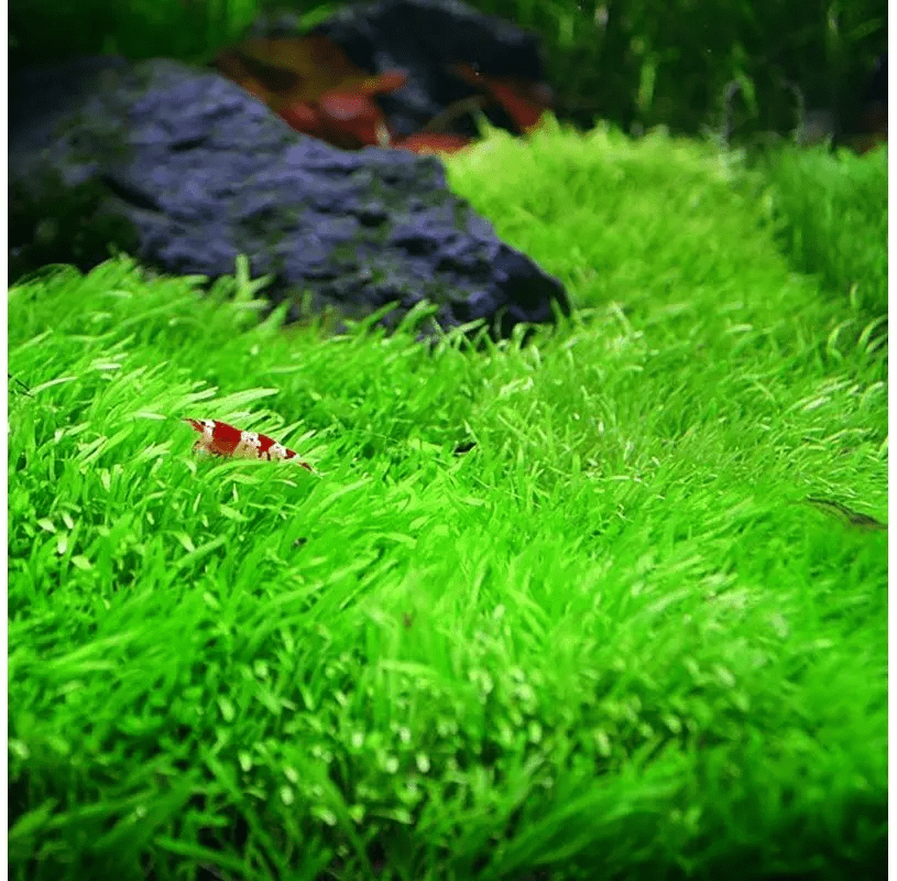 utricularia graminifolia en acuario con peces