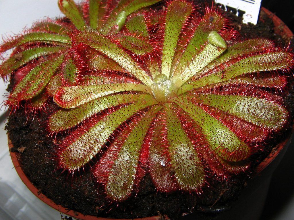 drosera aliciae en maceta