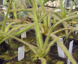 drosera regia en jardin botanico