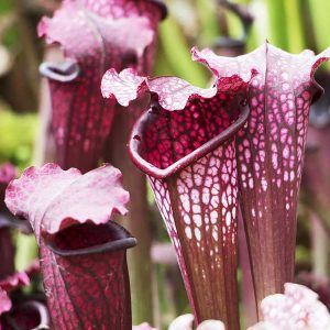 foto de sarracenia purpurea de cerca