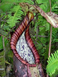 jarro de nepenthes rafflesiana