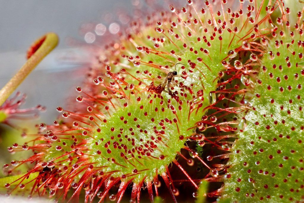 mosca en la trampa de una drosera aliciae