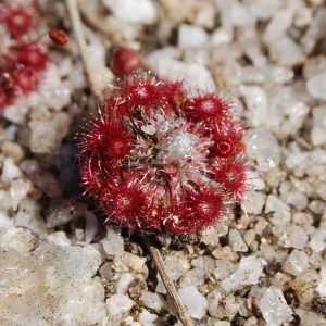Drosera pigmea, carnivora enana
