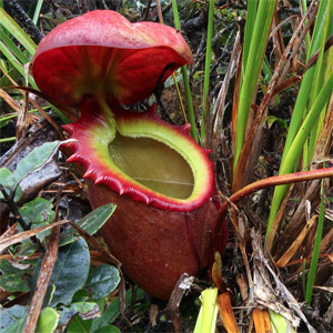 Rajah planta gigante cuadrada