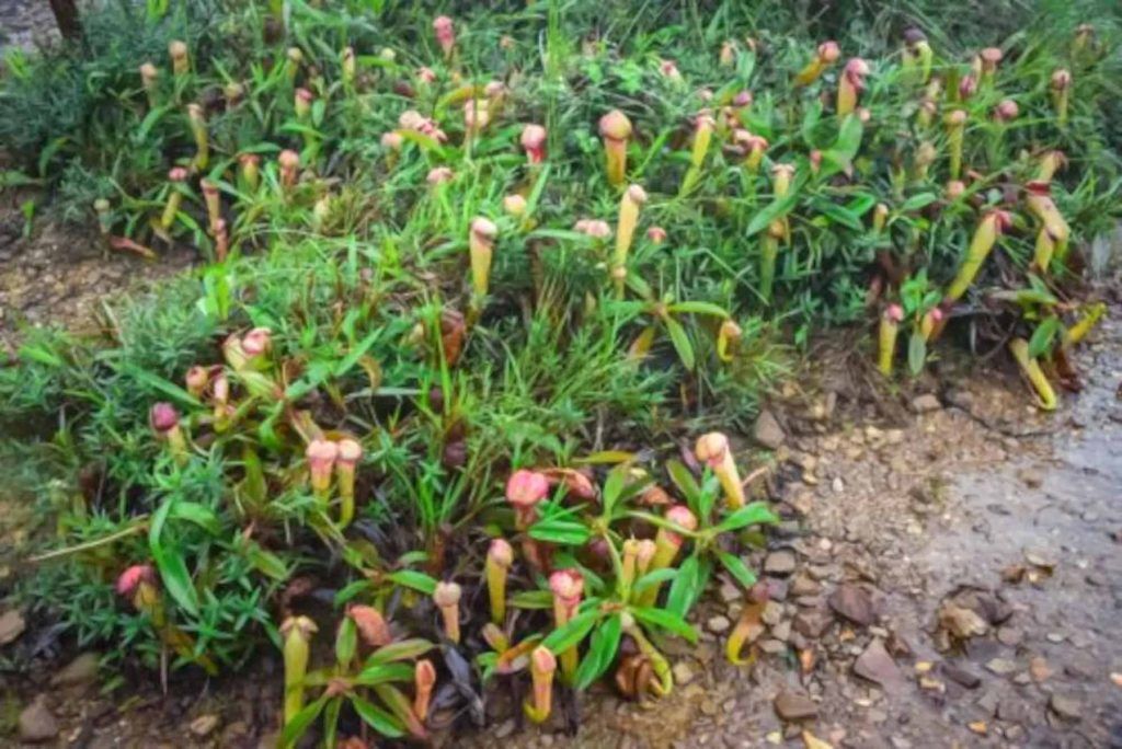 campo de nabos o plantas holdenii