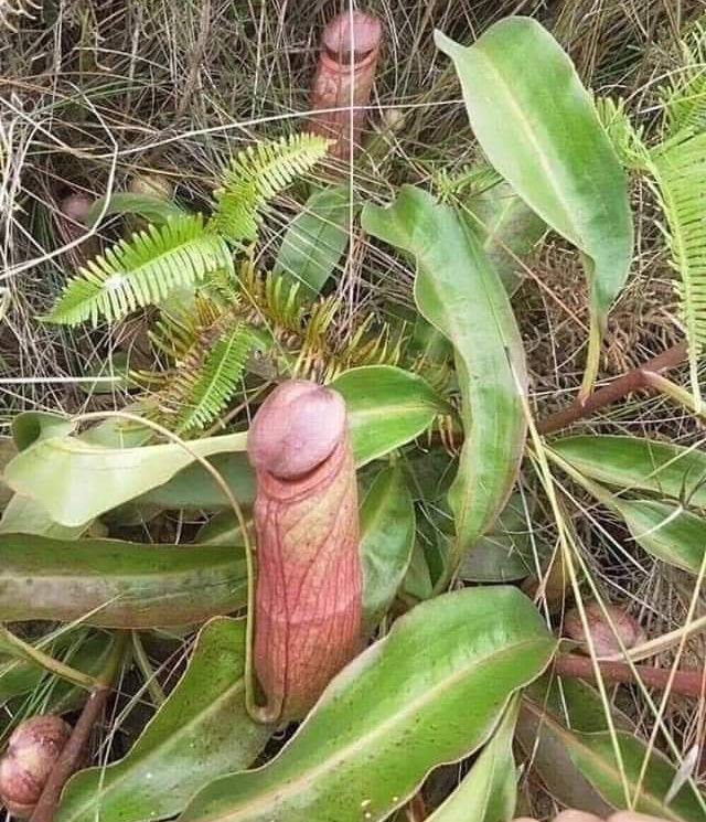 carnivora holdenii la planta con forma de pene