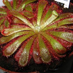 drosera aliciae maceta