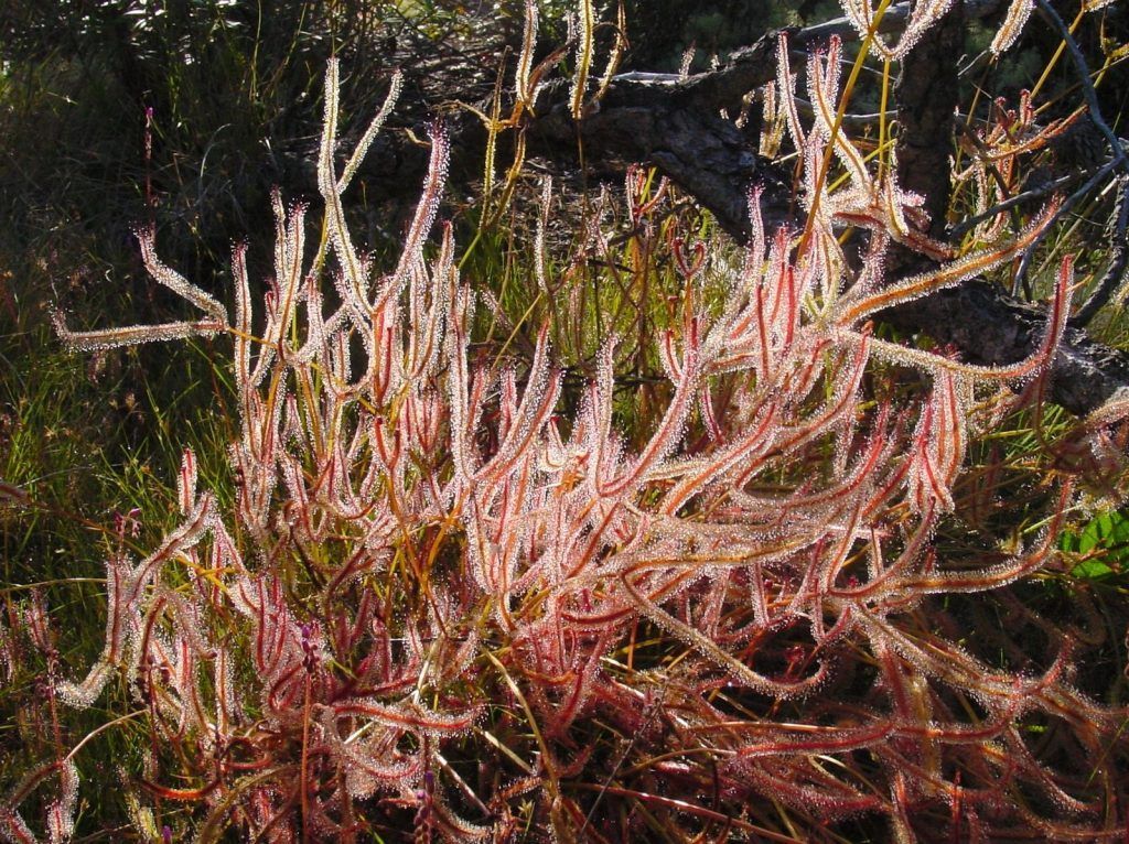 drosera binata silvestre
