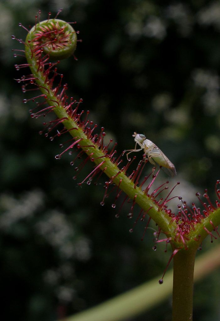 hoja de drosera con su presa