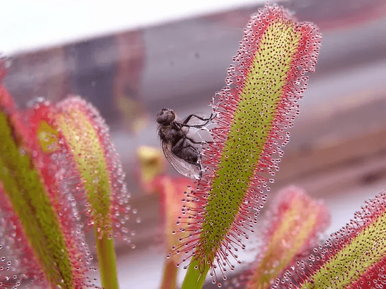 drosera capensis con su presa