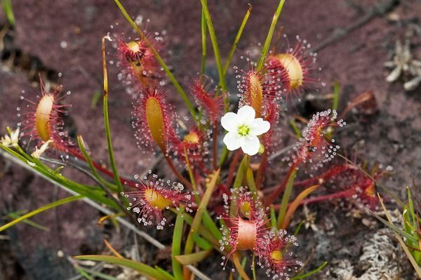 drosera capensis en flor