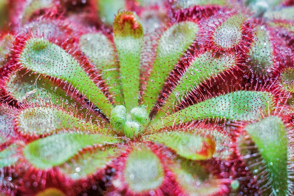 drosera colorida tipo capensis con pelos rosas