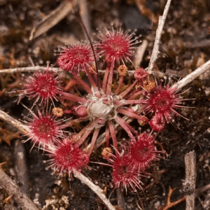 drosera pygmaea silvestre
