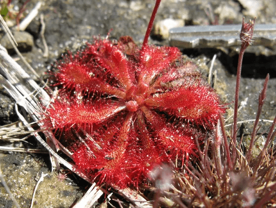 drosera spatulata en la naturaleza