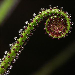 drosophyllum lusitanicum negro