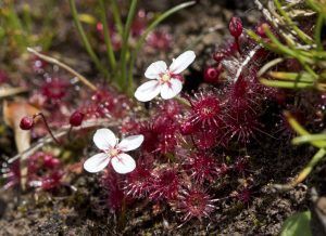 floracion de la especie pygmaea