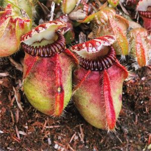 foto cephalotus