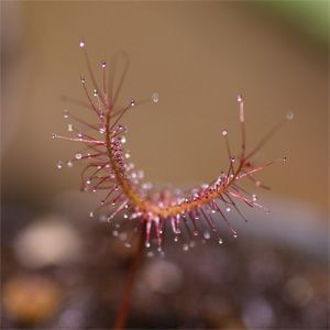hoja de drosera binata con pelos