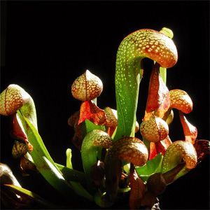 imagen darlingtonia