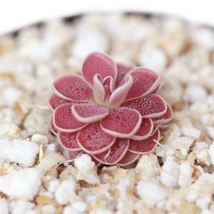 imagen pinguicula roja