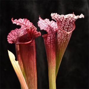 imagen sarracenia