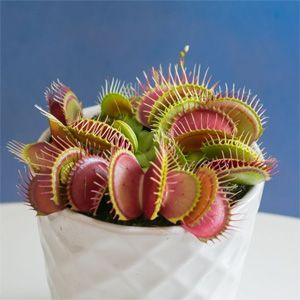 maceta venus atrapamoscas