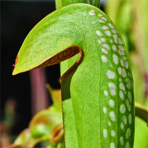 miniatura trampa sarracenia minor