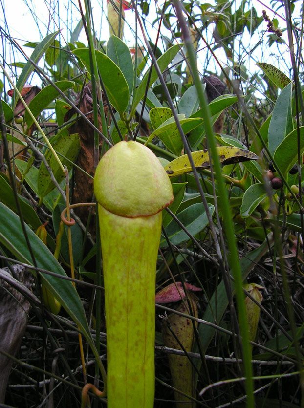 nepenthes holdenii planta cipote