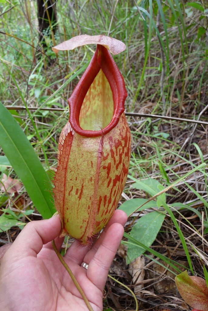 nepenthes holdenii roja